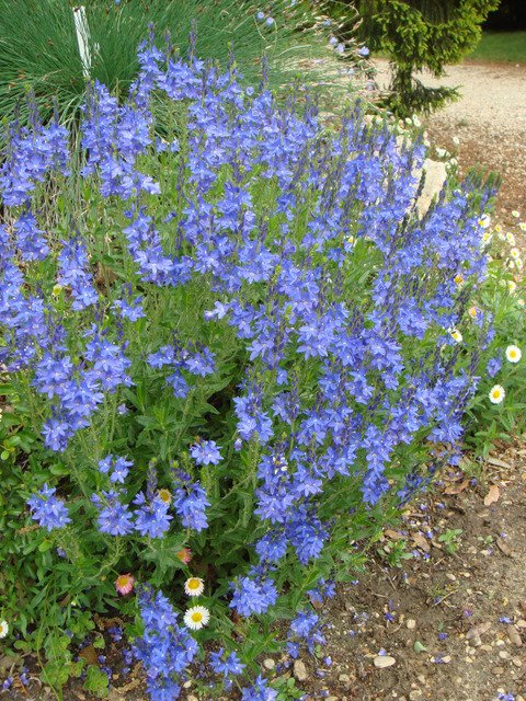 Veronica teucrium